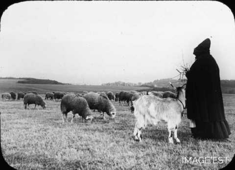 Berger et son troupeau de moutons (Meurthe-et-Moselle)